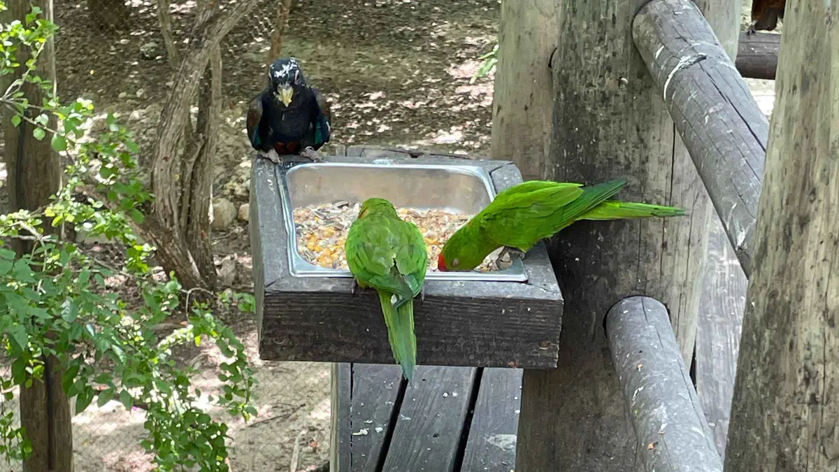 Colorful tropical birds in an open-air enclosure at the National Aviary of Colombia near Cartagena, Colombia